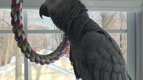 parrot talks to alexa laugh until you cry! 🤣