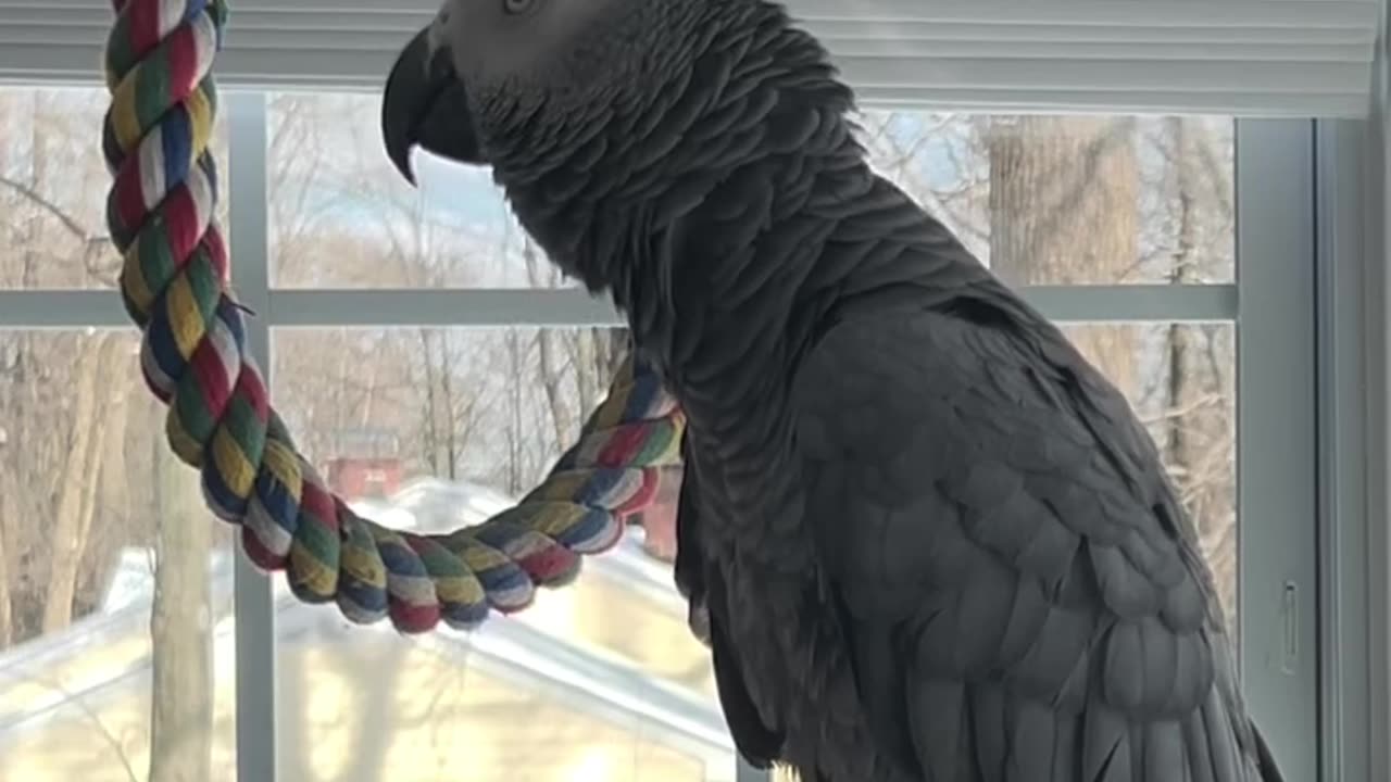 parrot talks to alexa laugh until you cry! 🤣