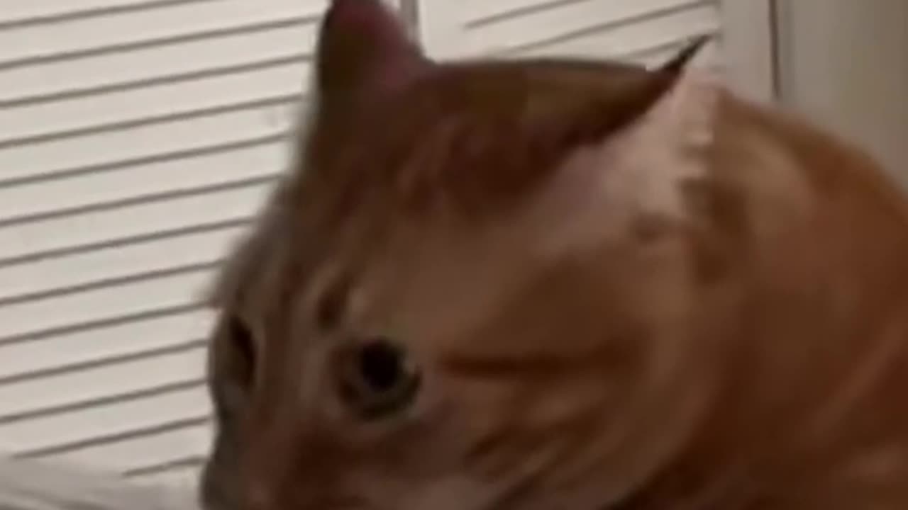 cute fat cat