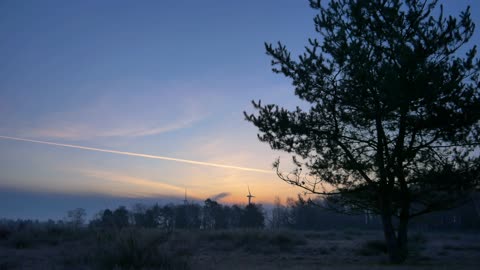 5 Minutes of Birdsong Bliss: Relaxing Nature Sounds & Gentle White Noise