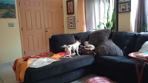 Chiquis Rayo roughhousing on couch Rayo's more dominant Chiquis' more submissive20251021677