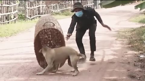 Kidnapped my Dog's comedy Videos 🤣 so cute videos 😍 funny videos 🤣