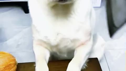 Labrador just proved hes a genius