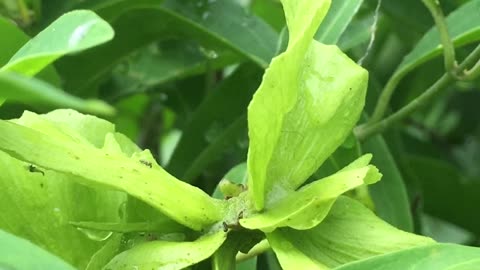 Green wildflowers