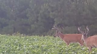 Young Bucks Enjoying The Soybeans! #trailcamvideos