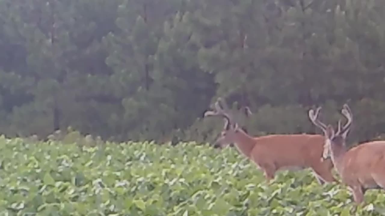 Young Bucks Enjoying The Soybeans! #trailcamvideos