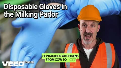 Disposable Gloves in the Miking Parlour:A Small Tool with a Huge Impact
