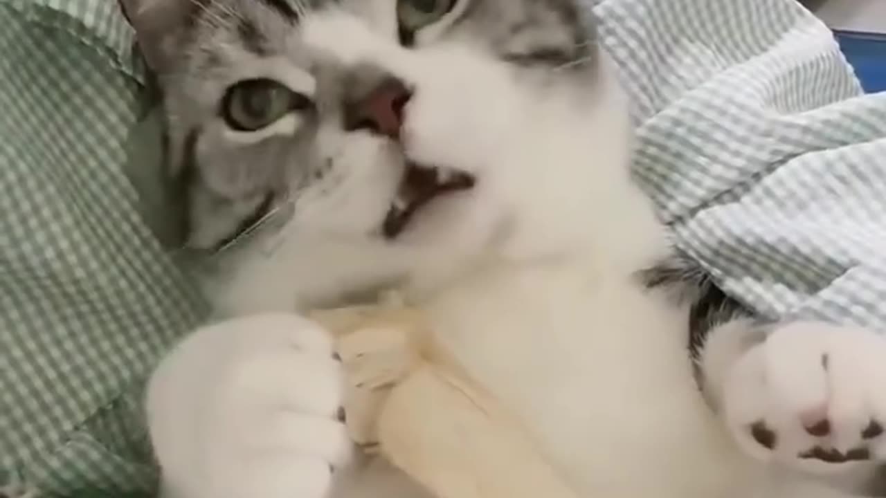 Funny animals