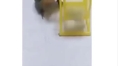 FUNNY VIDEOS