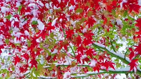 ❄️ Winter Magic in the Red Forest 🍁