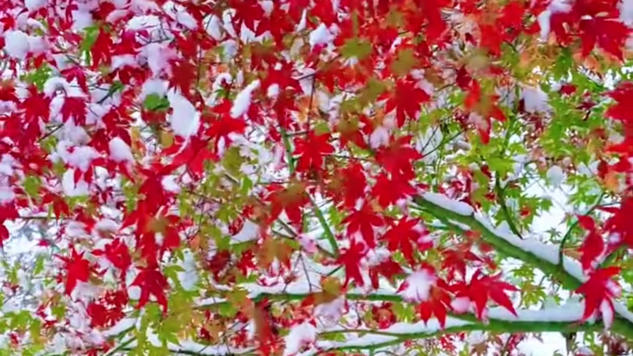 ❄️ Winter Magic in the Red Forest 🍁
