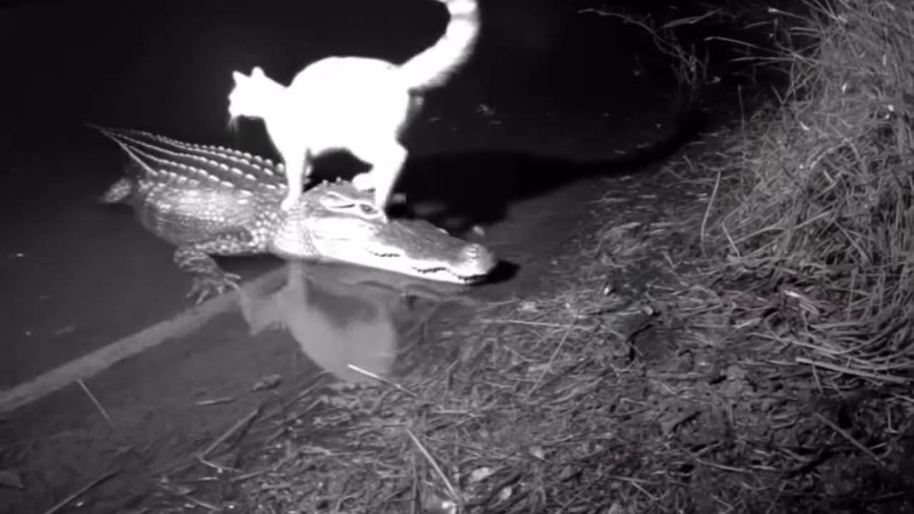 uber crocodile meets cat unbelievable!