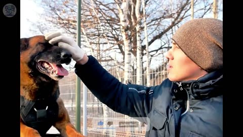 Dog Barks Continuously During Owner's Funeral, Horrific Thing Happens Afterwards