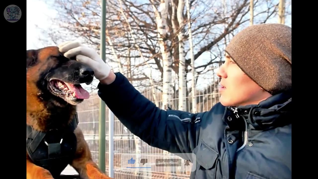 Dog Barks Continuously During Owner's Funeral, Horrific Thing Happens Afterwards