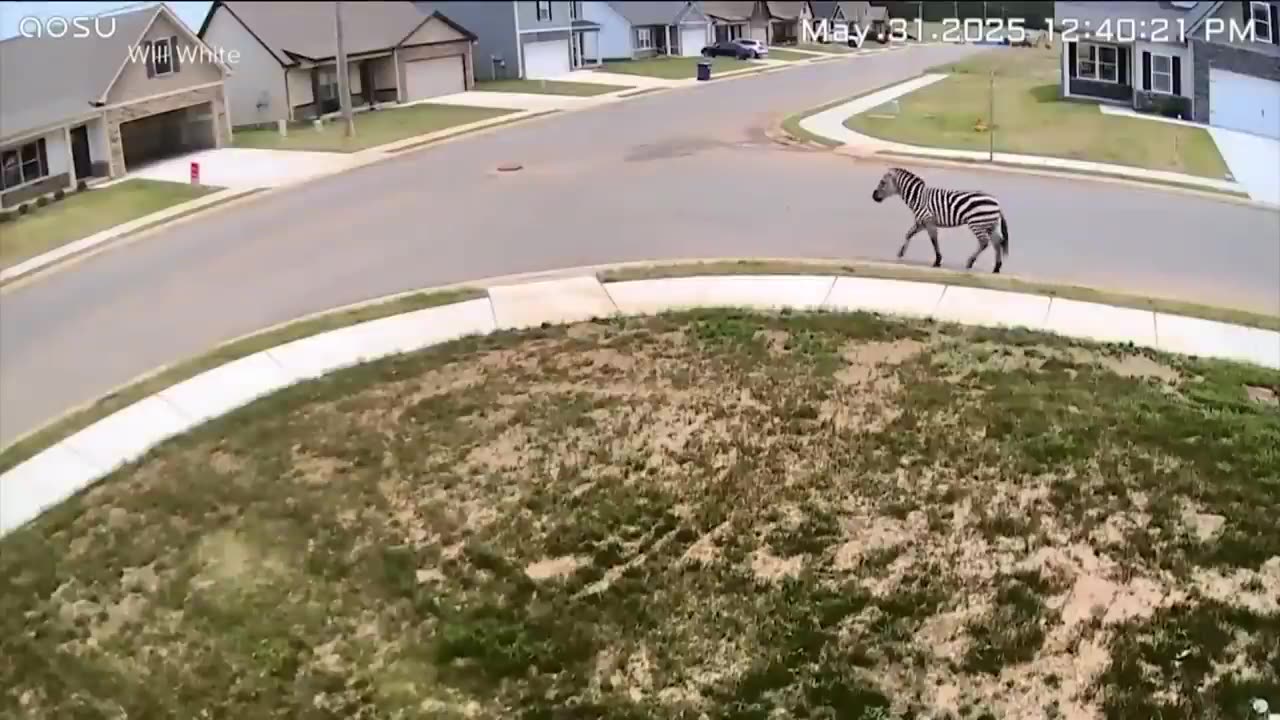 Zebrës rebele që 'pushtoi' rrjetin, i zgjat vetëm 10 ditë 'arratia'