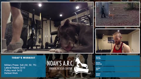 Gym Session w/Hank-a-Tank & Dufus [Week 16] - Boulder Shoulders // Animal Rescue Stream :)