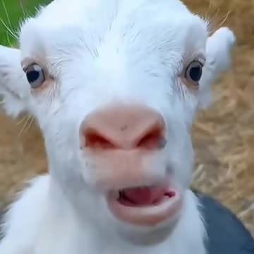 Cat & cute baby laughing video #funnyvideo #cutebaby #comedy #laugh #shorts