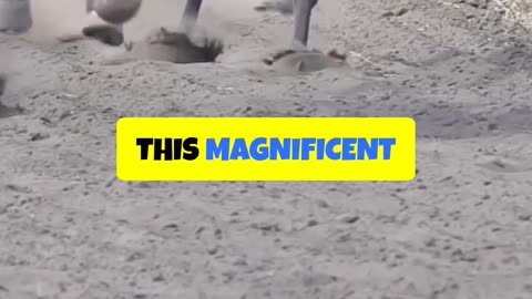 Sovereignty Outduels Journalism in Thrilling Finish to Win 151st Kentucky Derby!