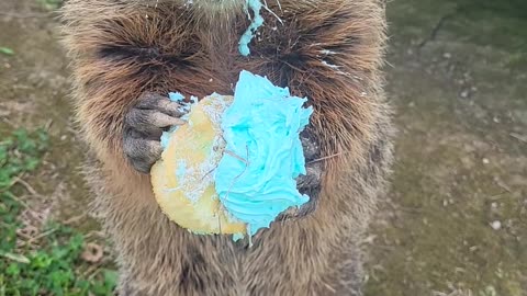 Puddles the Groundhog Eats Potluck Cupcake
