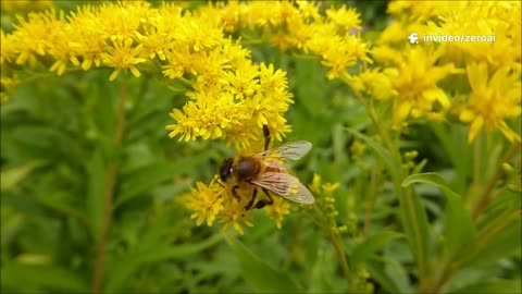 The Bee Dance Code | How Bees Communicate With Movement 🐝🕺🌼