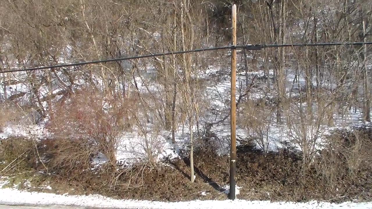 Tons of Blackbirds - Date: 1/26/2022