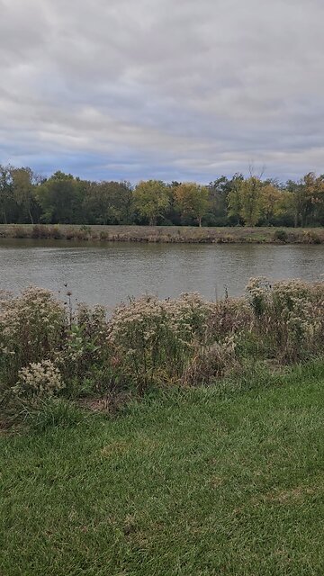 More of the Geese of Green Lake