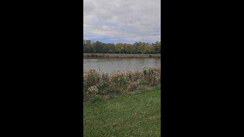 More of the Geese of Green Lake