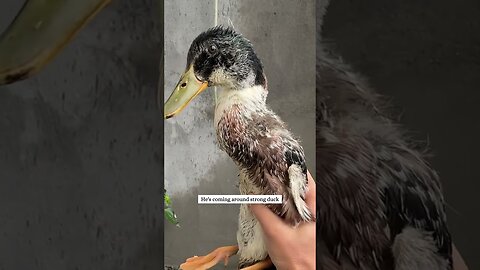 The morning frost almost took a ducks life but the man made it on time to save it