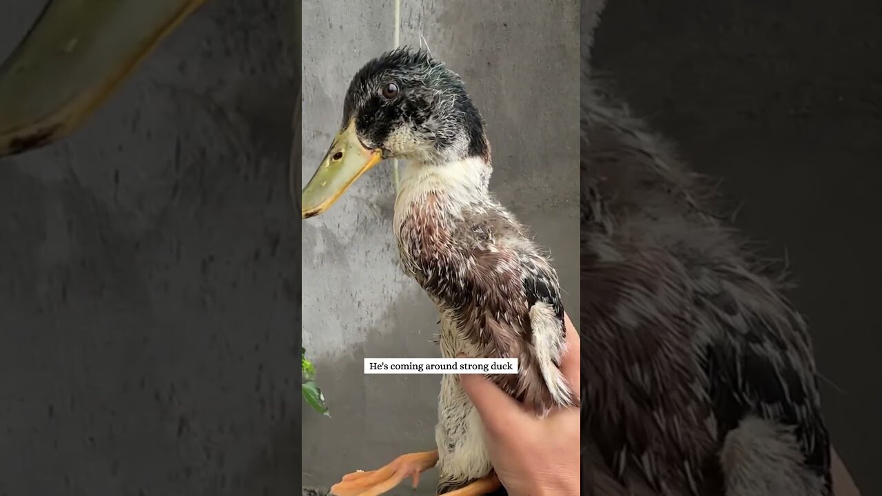 The morning frost almost took a ducks life but the man made it on time to save it