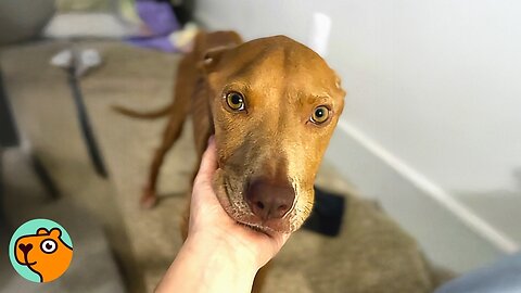 Skin-and-Bones Pittie Was Rescued After Being Spotted Online | Cuddle Buddies 