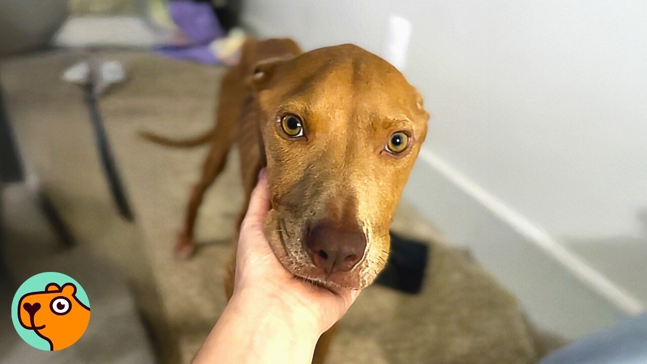 Skin-and-Bones Pittie Was Rescued After Being Spotted Online | Cuddle Buddies