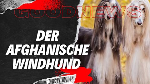 Der Afghanische Windhund #deutsch #tiere #hund