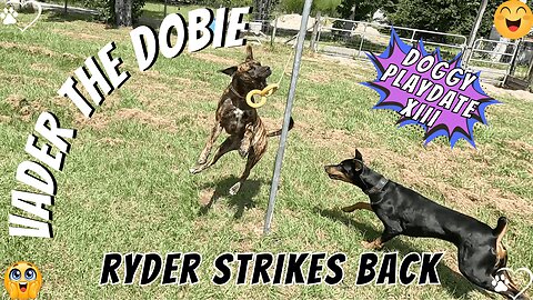 Doggy Playdate 13: Ryder Roars Back in Tetherball Tussle Chaos!