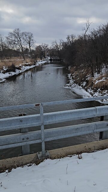 A Pair of Ducks Paddling Away in the Cold
