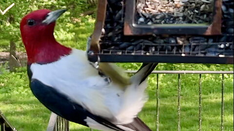 Red-Headed Woodpecker Grabbing Seeds