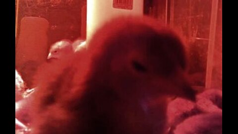 Baby Chickens Hamming It Up - Day 06 part 3
