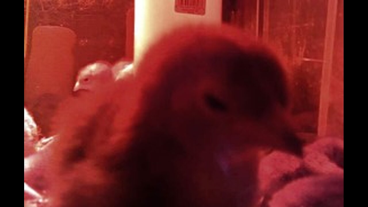 Baby Chickens Hamming It Up - Day 06 part 3