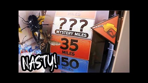 ARCADE INFESTED WITH BUGS!