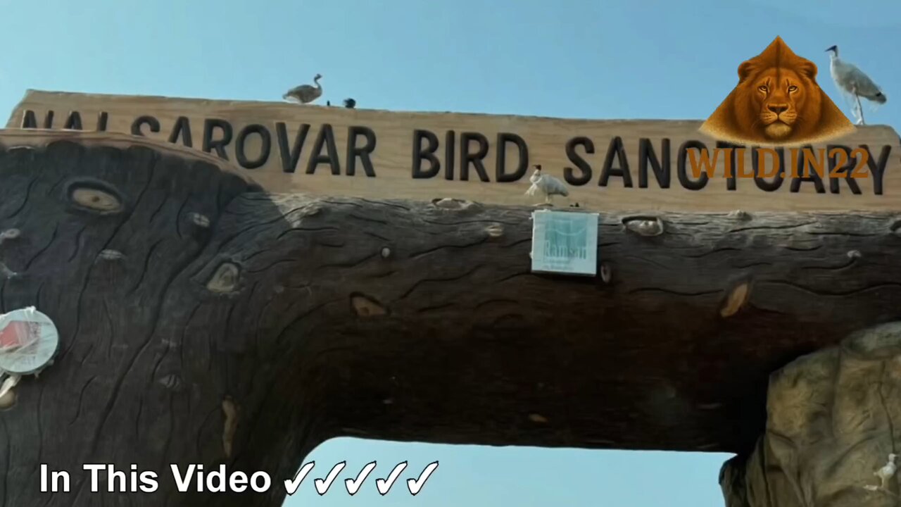 Nal Sarovar Bird sanctuary Documentaries | Wildlife Documentary |Bird Documentary