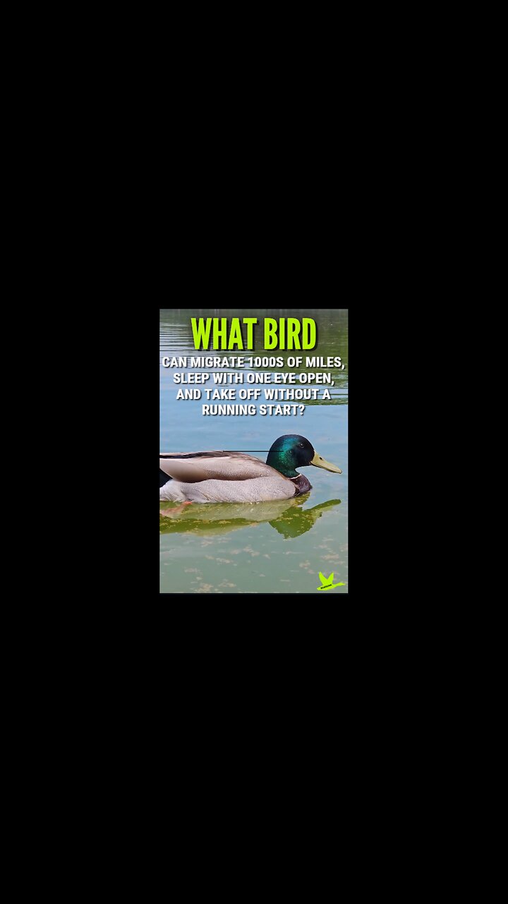 What Duck Can Sleep With One Eye Open? | Mallard Ducks #animallovers #wildlifefacts