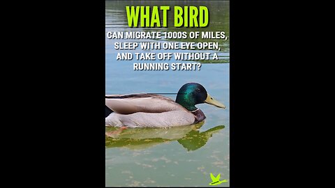 What Duck Can Sleep With One Eye Open? | Mallard Ducks #animallovers #wildlifefacts