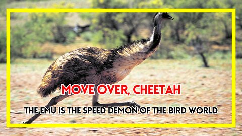 Move Over, Cheetah: The Emu Is the Speed Demon of the Bird World