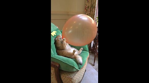 Boom, Scared me!