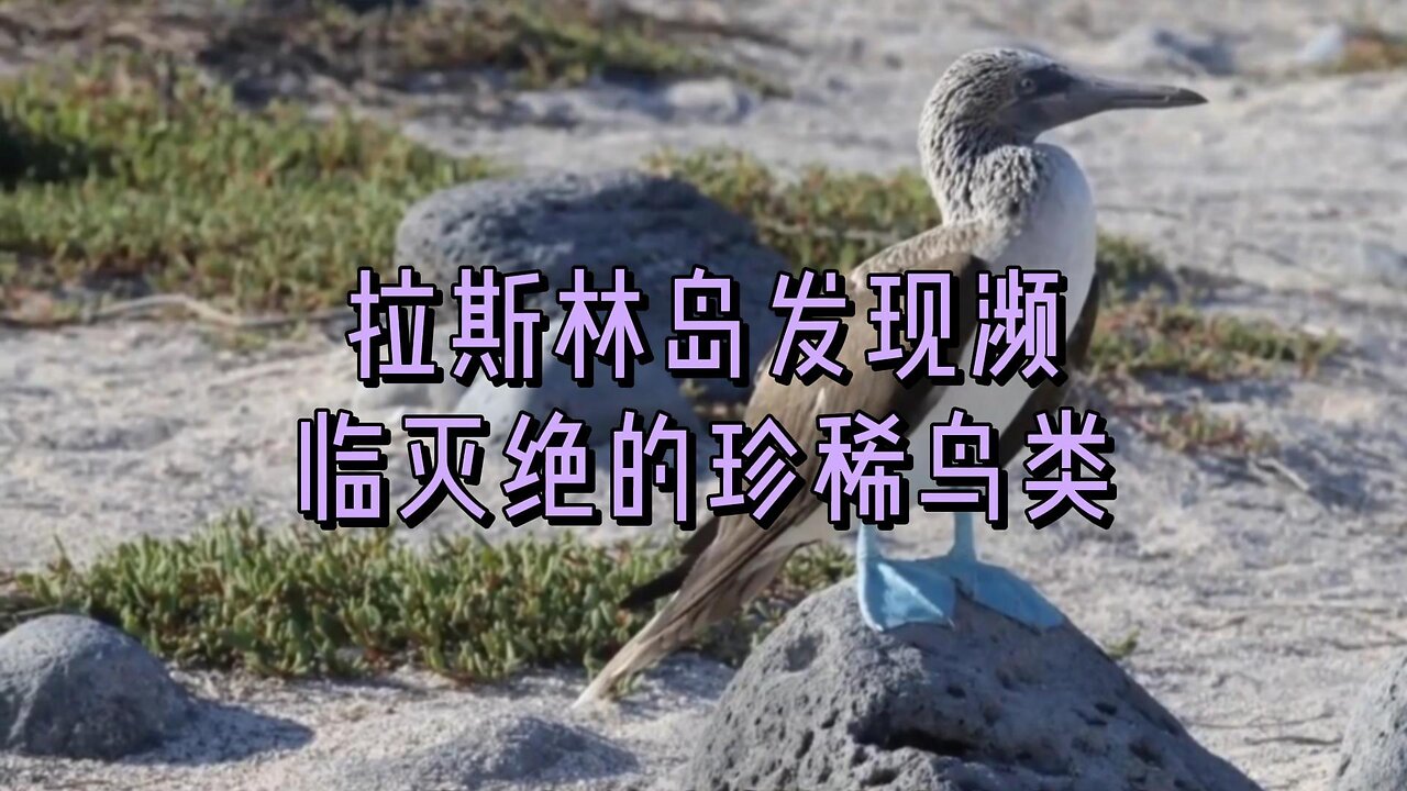 拉斯林岛发现濒临灭绝的珍稀鸟类