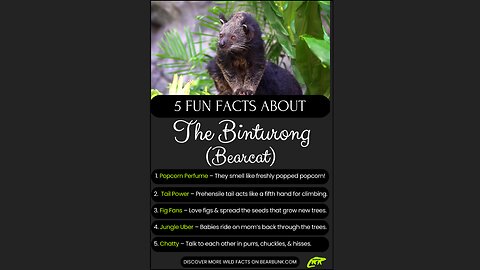 5 Fun Facts About the Binturong aka the Bearcat! #animallovers #wildlifefacts