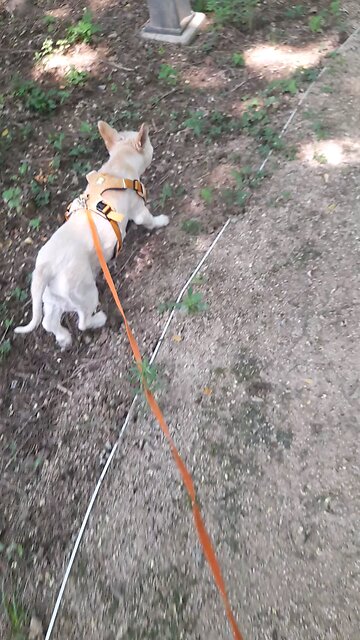 20250725. My Steps Are Directed by the LORD. Amen.