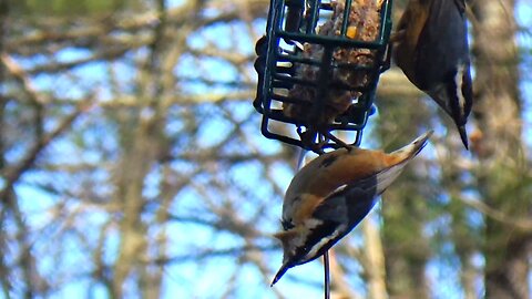 Nuthatches