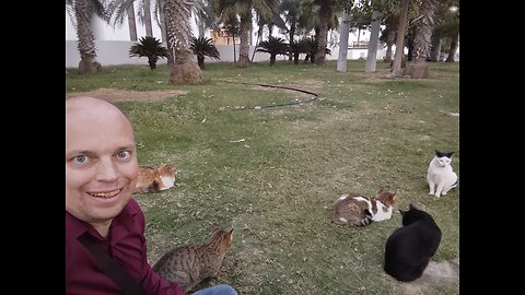 Visit Antuan.pro What a lovely 😍 cats in Fujairah!