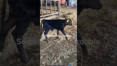 These Animals Are Walking Meme Machines!