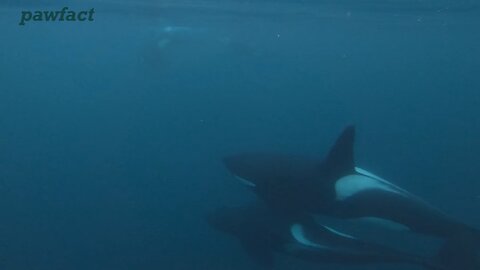 tears of the wild: can animals die of grief?